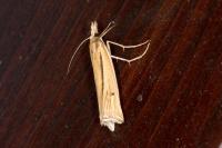 Ancylolomia tentaculella