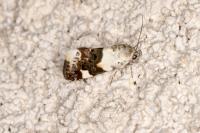 Acontia lucida