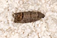 Cydia pomonella