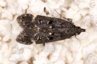 Dichomeris alacella