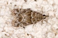 Eudonia mercurella