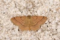 Scopula rubiginata