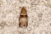 Acrobasis tumidana