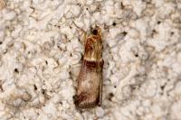 Acrobasis tumidana