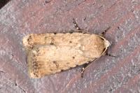 Caradrina clavipalpis