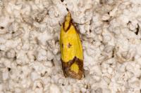 Agapeta zoegana