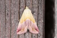 Eublemma purpurina