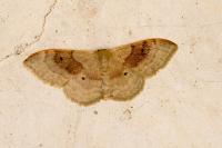 Idaea degeneraria