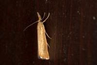 Agriphila straminella