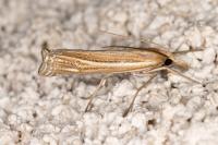 Ancylolomia tentaculella