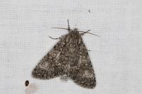 Acronicta rumicis