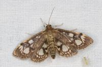 Anania coronata
