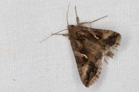 Autographa gamma