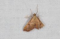 Endotricha flammealis