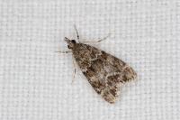 Eudonia mercurella