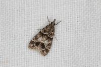 Eudonia mercurella