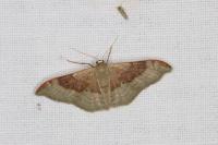 Idaea degeneraria