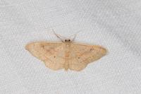 Idaea rubraria