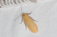 Katha depressa