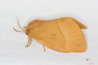 Lasiocampa quercus