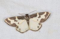 Lomaspilis marginata