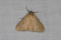 Ostrinia nubilalis