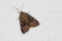 Noctua janthe/janthina
