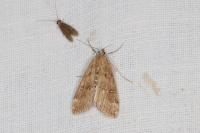 Parapoynx stratiotata