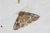 Tethea ocularis