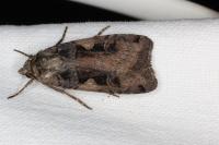 Xestia c-nigrum