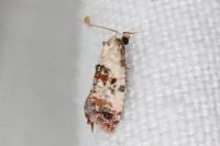 Cochylis hybridella