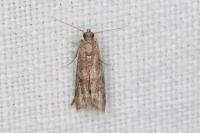 Ephestia