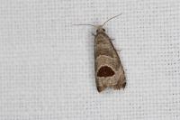 Notocelia uddmanniana