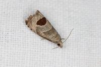 Notocelia uddmanniana