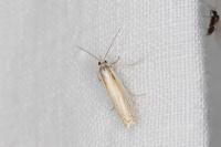 Crambus pratella