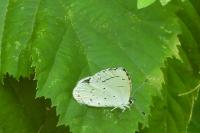 Celastrina argiolus