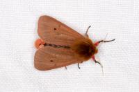 Phragmatobia fuliginosa