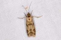 Homoeosoma sinuella