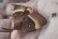 Lasiocampa quercus