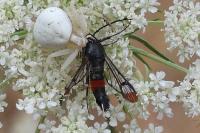 Synanthedon formicaeformis