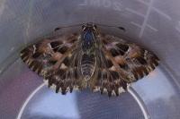 Carcharodus alceae