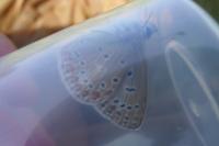 Lysandra bellargus