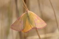 Lythria purpuraria