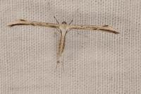 Emmelina monodactyla