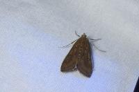 Parapoynx stratiotata