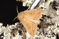 Mythimna albipuncta