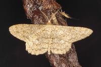 Hypomecis punctinalis