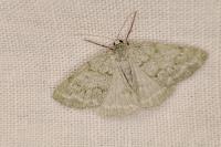 Pseudoterpna pruinata