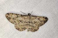 Peribatodes rhomboidaria