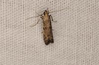Phycitodes